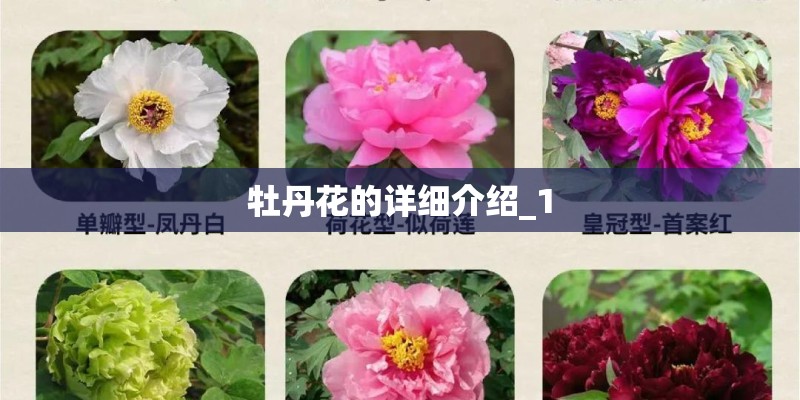 牡丹花的详细介绍_1