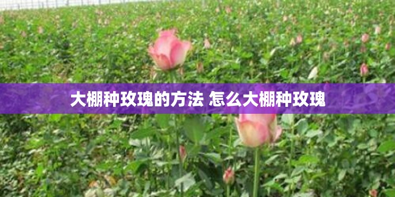 大棚种玫瑰的方法 怎么大棚种玫瑰
