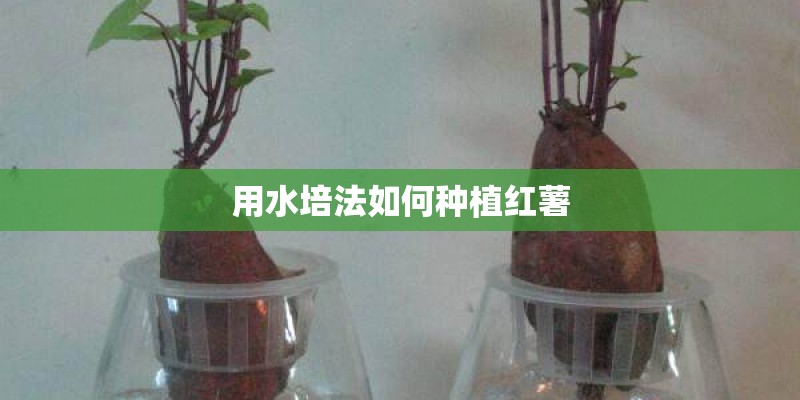 用水培法如何种植红薯