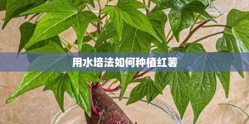 用水培法如何种植红薯