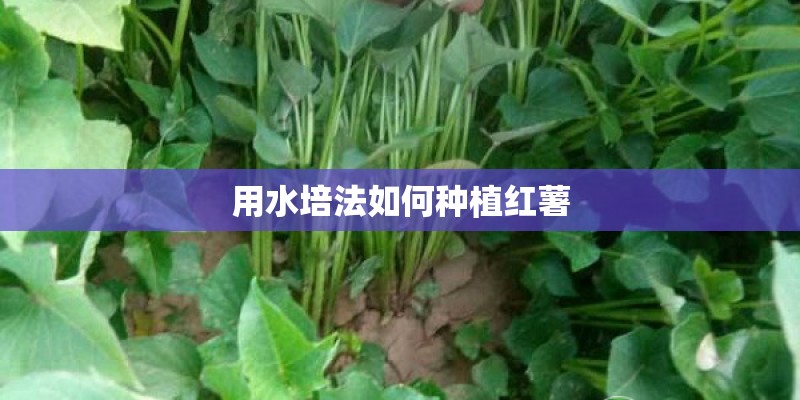 用水培法如何种植红薯