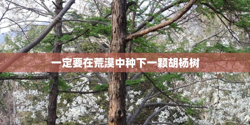一定要在荒漠中种下一颗胡杨树