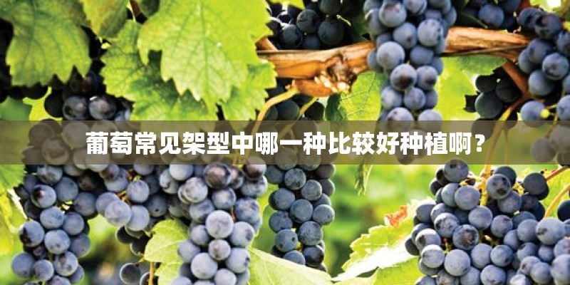 葡萄常见架型中哪一种比较好种植啊？
