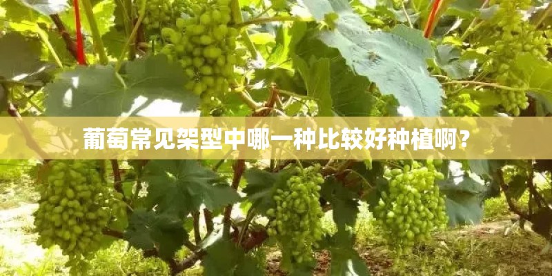 葡萄常见架型中哪一种比较好种植啊？