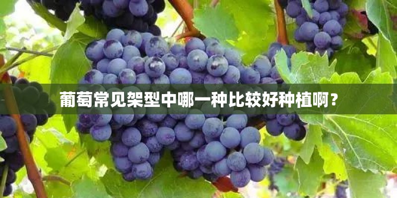 葡萄常见架型中哪一种比较好种植啊？