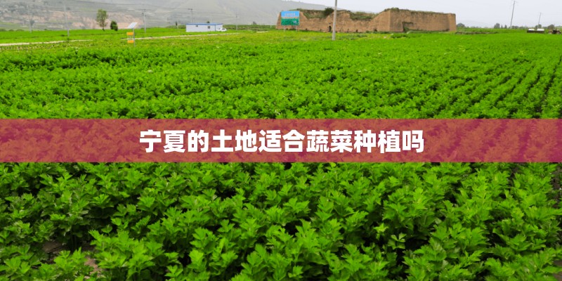 宁夏的土地适合蔬菜种植吗