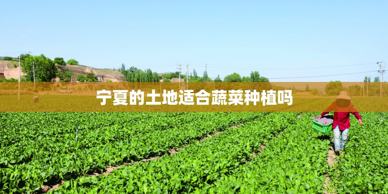 宁夏的土地适合蔬菜种植吗