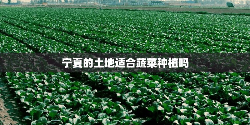 宁夏的土地适合蔬菜种植吗