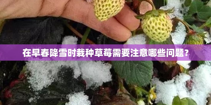 在早春降雪时栽种草莓需要注意哪些问题？