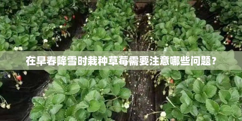 在早春降雪时栽种草莓需要注意哪些问题？