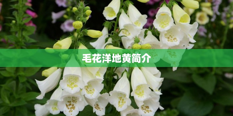 毛花洋地黄简介 毛花洋地黄简介