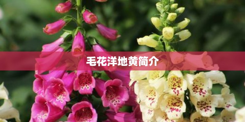 毛花洋地黄简介 毛花洋地黄简介