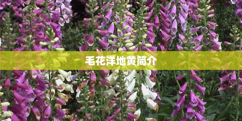 毛花洋地黄简介 毛花洋地黄简介