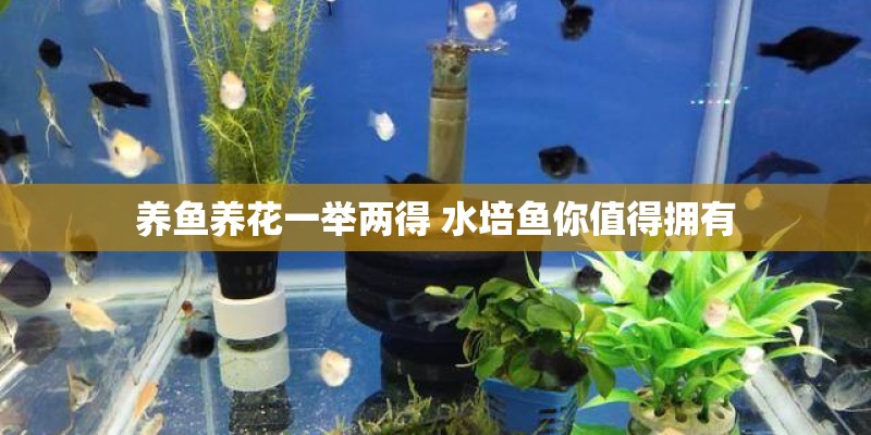 养鱼养花一举两得 水培鱼你值得拥有