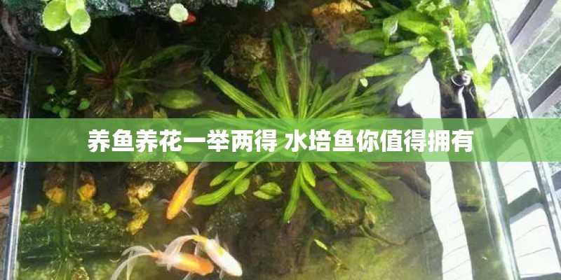 养鱼养花一举两得 水培鱼你值得拥有