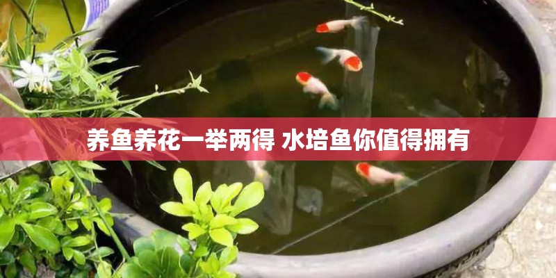 养鱼养花一举两得 水培鱼你值得拥有