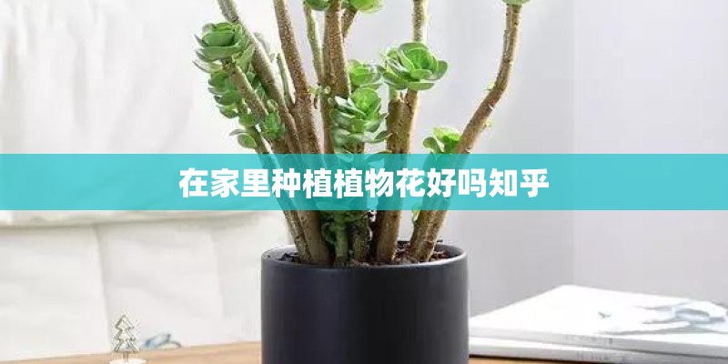 在家里种植植物花好吗知乎
