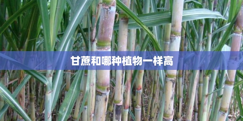 甘蔗和哪种植物一样高 甘蔗和哪种植物一样高