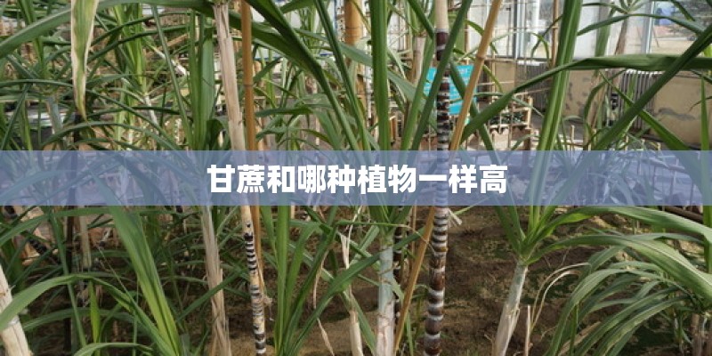 甘蔗和哪种植物一样高 甘蔗和哪种植物一样高