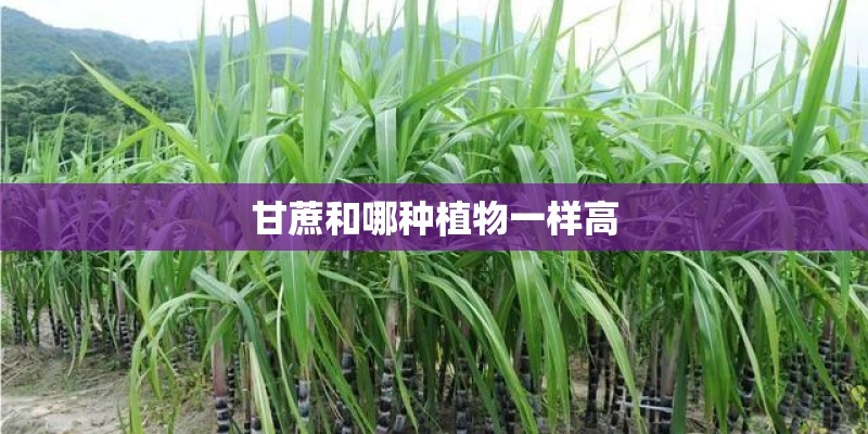 甘蔗和哪种植物一样高 甘蔗和哪种植物一样高