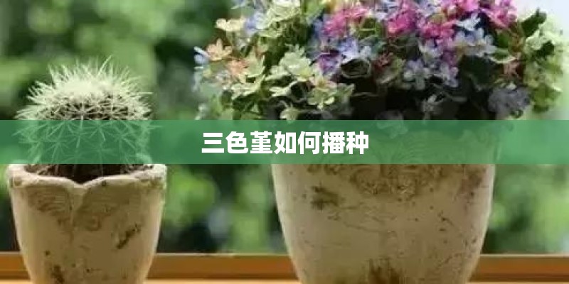 三色堇如何播种