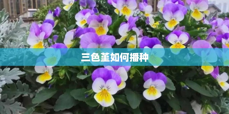 三色堇如何播种