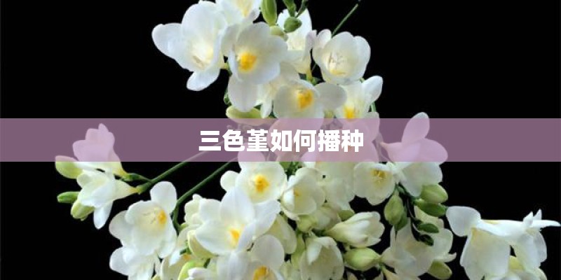 三色堇如何播种