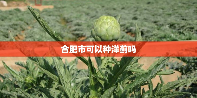 合肥市可以种洋蓟吗 合肥市可以种洋蓟吗