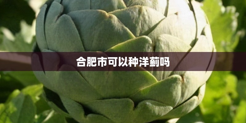 合肥市可以种洋蓟吗 合肥市可以种洋蓟吗