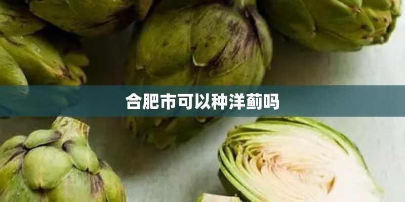 合肥市可以种洋蓟吗 合肥市可以种洋蓟吗