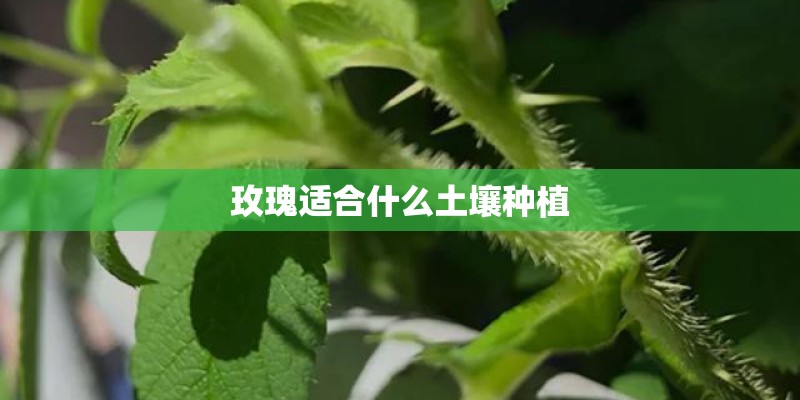 玫瑰适合什么土壤种植