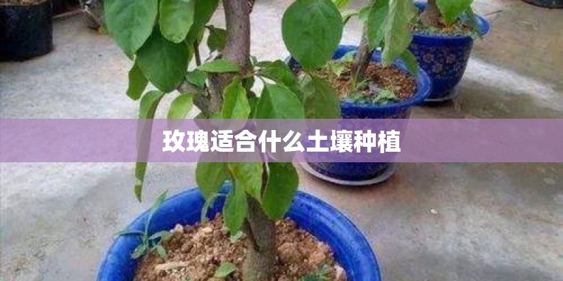 玫瑰适合什么土壤种植