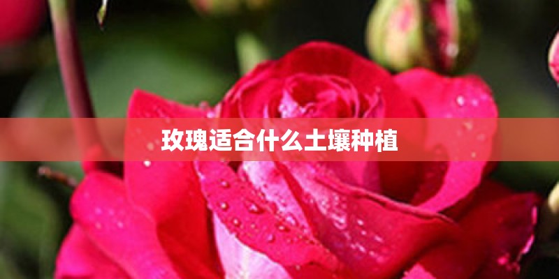 玫瑰适合什么土壤种植