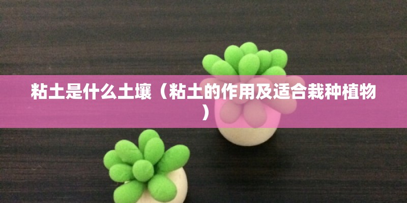 粘土是什么土壤（粘土的作用及适合栽种植物）