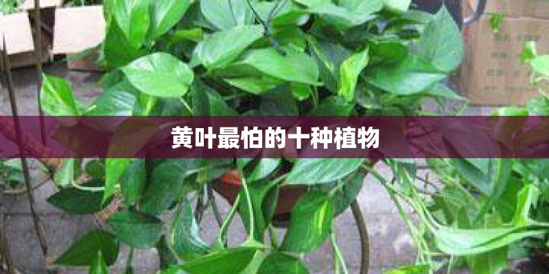 黄叶最怕的十种植物
