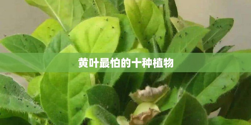 黄叶最怕的十种植物