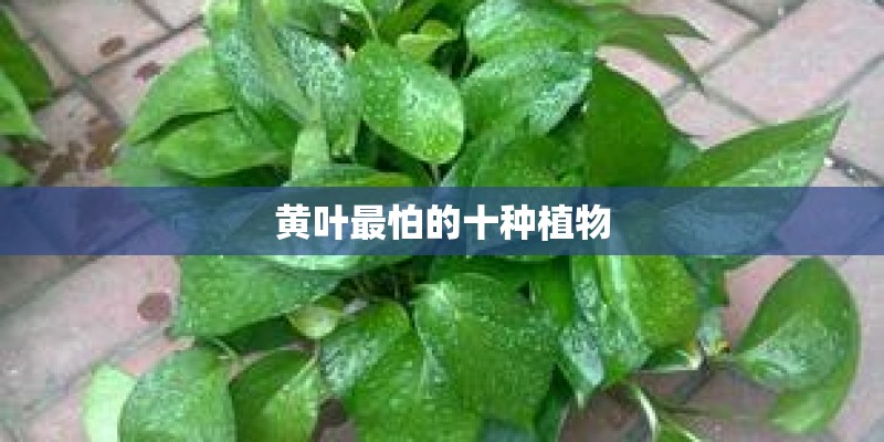 黄叶最怕的十种植物