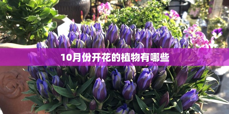 10月份开花的植物有哪些 10月份开花的植物有哪些