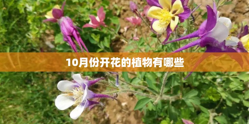 10月份开花的植物有哪些 10月份开花的植物有哪些