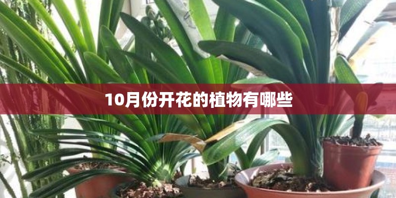10月份开花的植物有哪些 10月份开花的植物有哪些