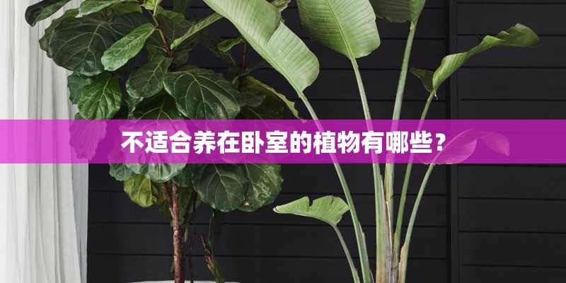 不适合养在卧室的植物有哪些？