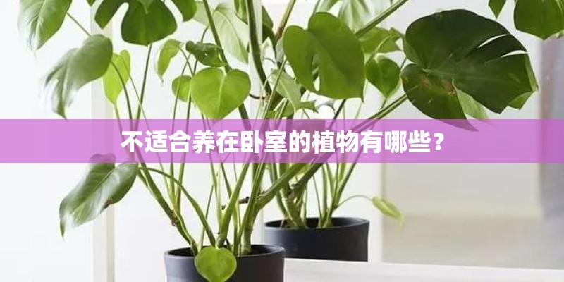 不适合养在卧室的植物有哪些？