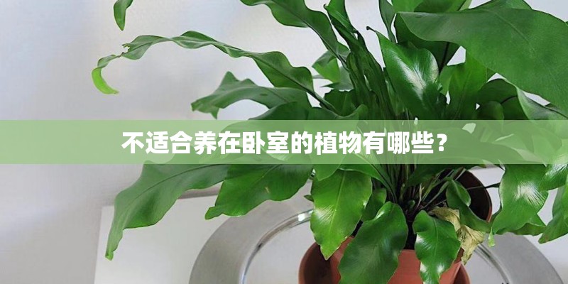 不适合养在卧室的植物有哪些？