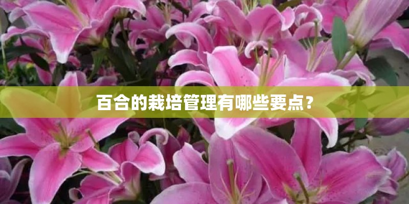 百合的栽培管理有哪些要点？