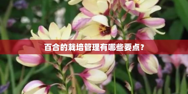 百合的栽培管理有哪些要点？