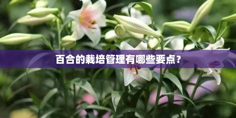 百合的栽培管理有哪些要点？