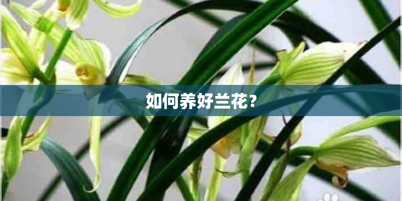 如何养好兰花？