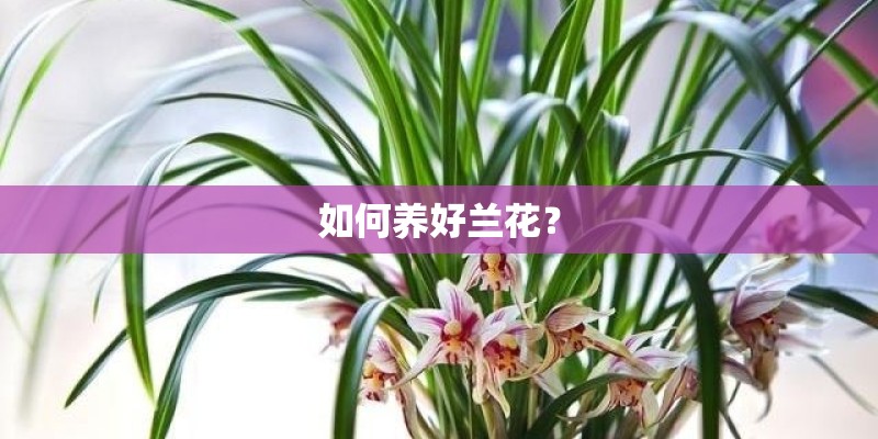 如何养好兰花？