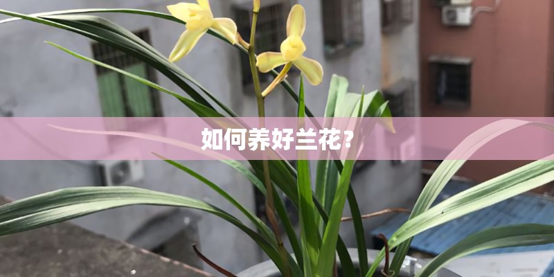 如何养好兰花？
