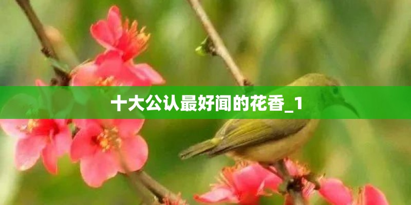 十大公认最好闻的花香_1